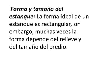 Forma y tamaño del
estanque: La forma ideal de un
estanque es rectangular, sin
embargo, muchas veces la
forma depende del relieve y
del tamaño del predio.
 