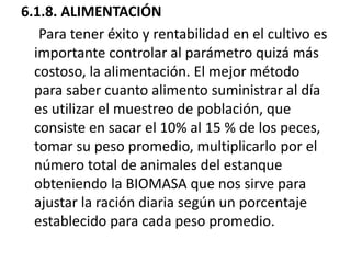 6.1.8. ALIMENTACIÓN
   Para tener éxito y rentabilidad en el cultivo es
  importante controlar al parámetro quizá más
  costoso, la alimentación. El mejor método
  para saber cuanto alimento suministrar al día
  es utilizar el muestreo de población, que
  consiste en sacar el 10% al 15 % de los peces,
  tomar su peso promedio, multiplicarlo por el
  número total de animales del estanque
  obteniendo la BIOMASA que nos sirve para
  ajustar la ración diaria según un porcentaje
  establecido para cada peso promedio.
 
