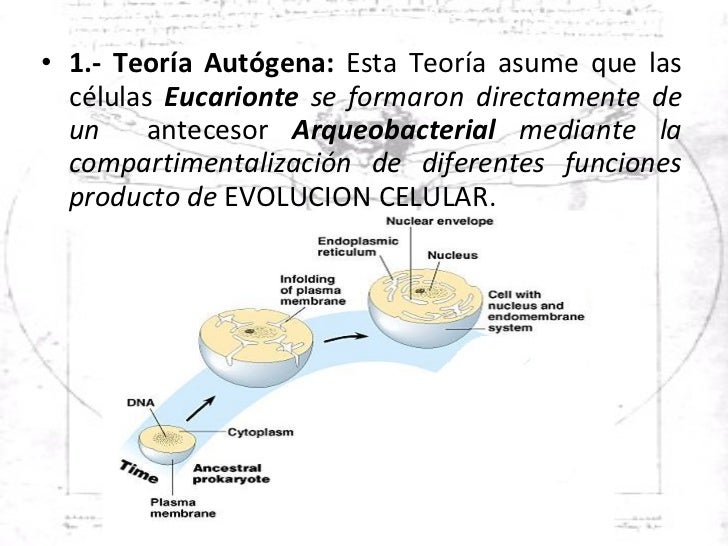 Teoria autogena_teorias