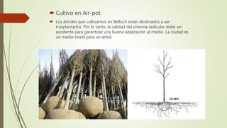  Cultivo en Air-pot.
 Los árboles que cultivamos en Belloch están destinados a ser
trasplantados. Por lo tanto, la calid...