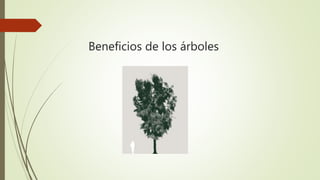 Beneficios de los árboles
 