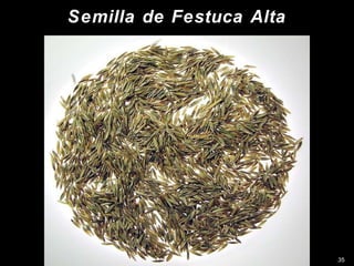 Innovación en los Sistemas de Abastecimiento de Semillas