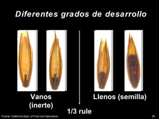 Innovación en los Sistemas de Abastecimiento de Semillas