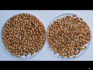 Innovación en los Sistemas de Abastecimiento de Semillas