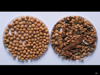 Innovación en los Sistemas de Abastecimiento de Semillas