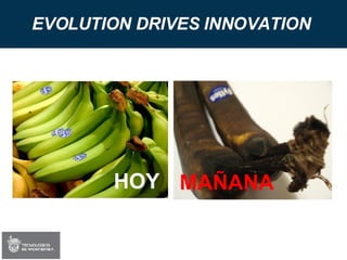 EVOLUTION DRIVES INNOVATION   HOY MAÑANA 