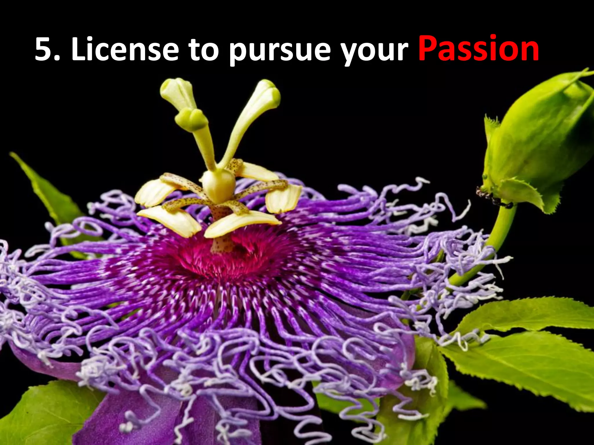 5. License to pursue your Passion