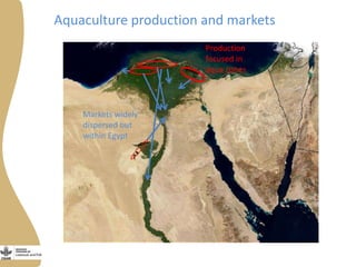 Innovation platforms in the aquaculture value chain in Egypt (in Arabic)