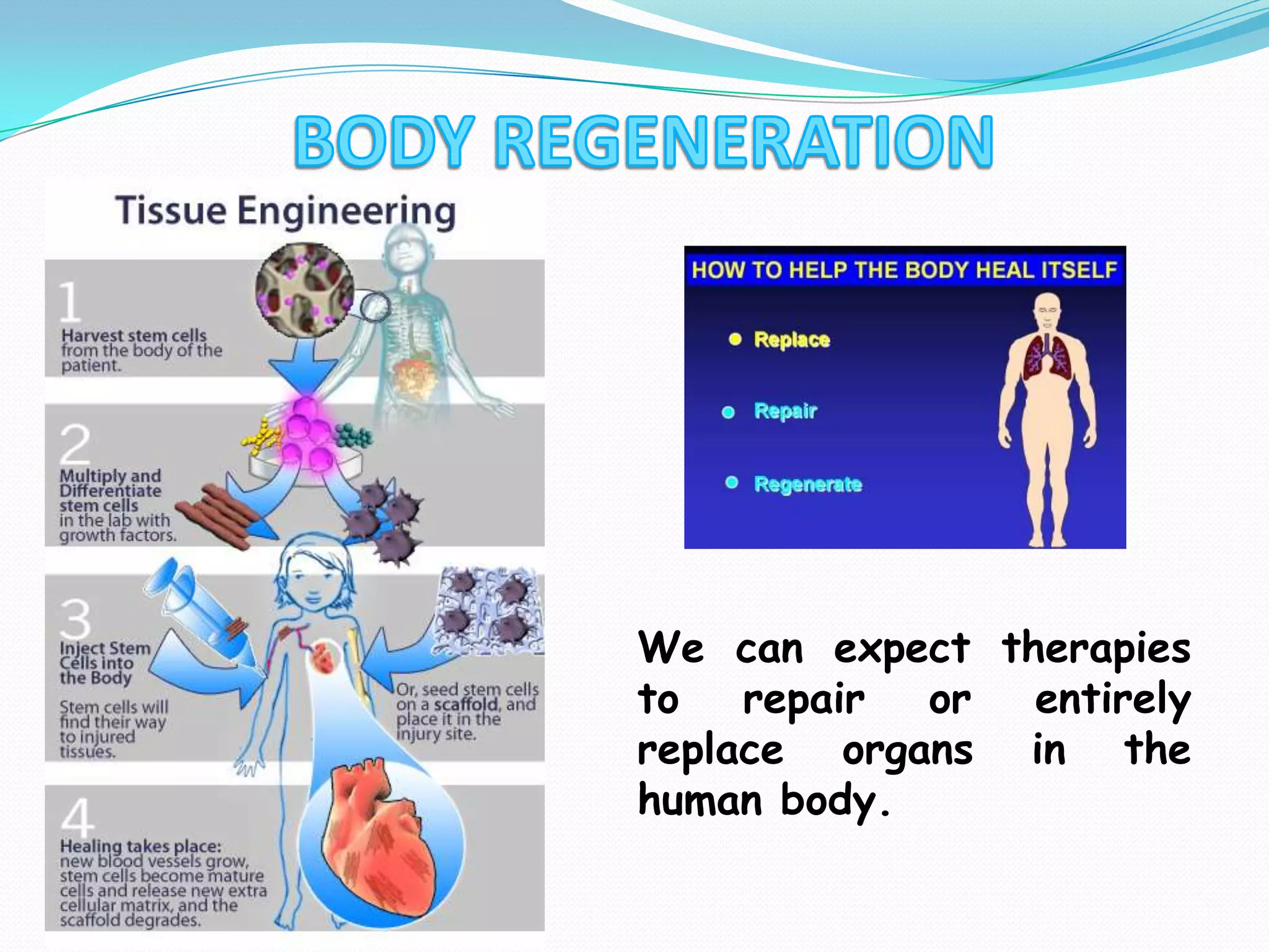 BODY REGENERATIONWe can expect therapies to repair or entirely replace organs in the human body.