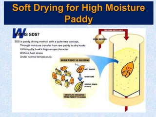 Soft Drying for High Moisture
Paddy
 