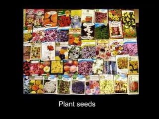 Plant seeds 