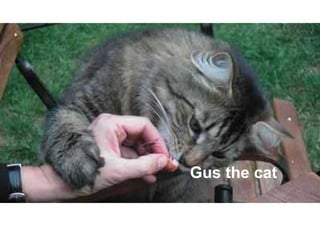 Gus the cat
 