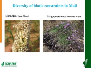 Innovative and successful Farmer Field Schools (FFS) experiences in Mali