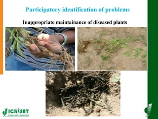 Innovative and successful Farmer Field Schools (FFS) experiences in Mali