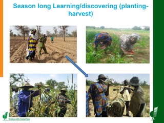 Innovative and successful Farmer Field Schools (FFS) experiences in Mali