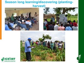 Innovative and successful Farmer Field Schools (FFS) experiences in Mali