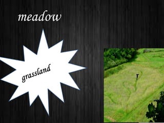 meadow
 
