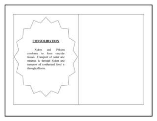 CONSOLIDATION
Xylem and Phloem
combines to form vascular
tissues. Transport of water and
minerals is through Xylem and
transport of synthesized food is
through phloem.
 