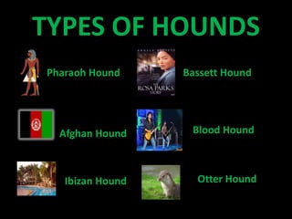 TYPES OF HOUNDS
Pharaoh Hound
Afghan Hound
Ibizan Hound Otter Hound
Bassett Hound
Blood Hound
 