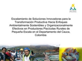 Plan tecnológico para la cadena piscícola del Cauca: Un escenario para la innovación abierta