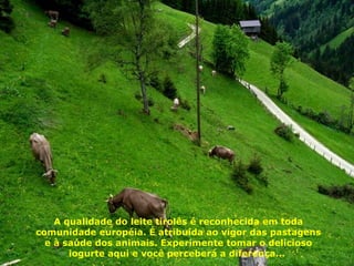 A qualidade do leite tirolês é reconhecida em toda comunidade européia. É atribuída ao vigor das pastagens e à saúde dos animais. Experimente tomar o delicioso iogurte aqui e você perceberá a diferença...  