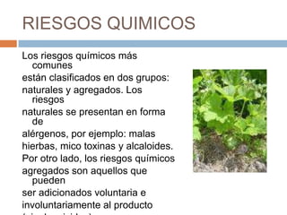 RIESGOS QUIMICOSLos riesgos químicos más comunesestán clasificados en dos grupos:naturales y agregados. Los riesgosnaturales se presentan en forma dealérgenos, por ejemplo: malashierbas, mico toxinas y alcaloides. Por otro lado, los riesgos químicos agregados son aquellos que pueden ser adicionados voluntaria e involuntariamente al producto(ej: plaguicidas).