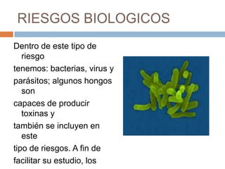 RIESGOS BIOLOGICOSDentro de este tipo de riesgotenemos: bacterias, virus y parásitos; algunos hongos soncapaces de producir toxinas ytambién se incluyen en estetipo de riesgos. A fin defacilitar su estudio, losmicroorganismos se dividen en cinco grandes grupos.