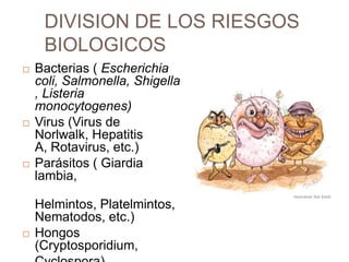 DIVISION DE LOS RIESGOS BIOLOGICOSBacterias ( Escherichia coli, Salmonella, Shigella, Listeria monocytogenes)Virus (Virus de Norlwalk, Hepatitis A, Rotavirus, etc.)Parásitos ( Giardia lambia,     Helmintos, Platelmintos, Nematodos, etc.)Hongos (Cryptosporidium,	Cyclospora).Levaduras