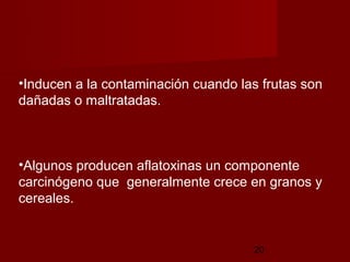 •Inducen a la contaminación cuando las frutas son
dañadas o maltratadas.



•Algunos producen aflatoxinas un componente
carcinógeno que generalmente crece en granos y
cereales.


                                      20
 