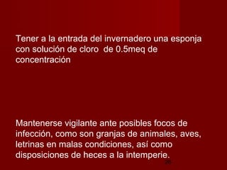 Tener a la entrada del invernadero una esponja
con solución de cloro de 0.5meq de
concentración




Mantenerse vigilante ante posibles focos de
infección, como son granjas de animales, aves,
letrinas en malas condiciones, así como
disposiciones de heces a la intemperie.
                                    26
 