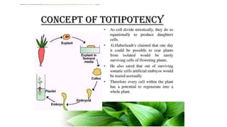 Inoculation of explants | PPTX