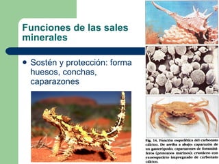 Funciones de las sales minerales <ul><li>Sostén y protección: forma huesos, conchas, caparazones </li></ul>El diablillo es...