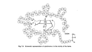 Cytochrome- Electron transfer agent - bioinorganic chemistry | PPTX