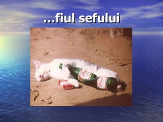 … fiul sefului 