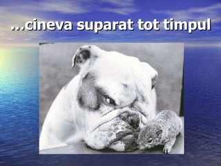 … cineva suparat tot timpul 