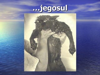 … jegosul 