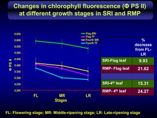 Changes in photosynthesis rate at different
                     growth stages in SRI and RMP


                       30 ...