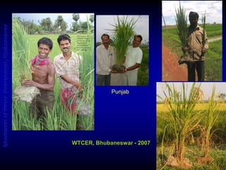 Rice plant (cv. Ciherang) grown using
System of Rice Intensification (SRI)
methods in Indonesia, producing 223 tillers
fro...