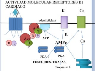 ACTIVIDAD MOLECULAR RECEPTORES B1 CARDIACO A A adenilcilclasa ATP AMPc R R R R PKA-I PKA K K Ca Ca Troponina I FOSFODIESTERASAS B y B y GDP GTP 
