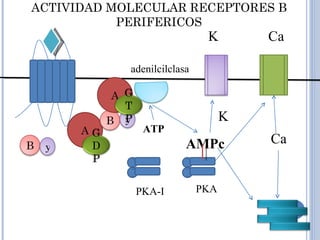 ACTIVIDAD MOLECULAR RECEPTORES B PERIFERICOS A A adenilcilclasa ATP AMPc R R R R PKA-I PKA K K Ca Ca B y B y GDP GTP 