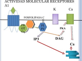 ACTIVIDAD MOLECULAR RECEPTORES A1 K Ca PROT Gq FOSFOLIPASA C PIP2 IP3 DAG Ca PKA 