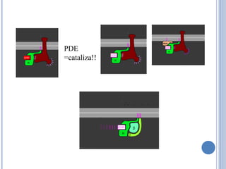 PDE =cataliza!! 