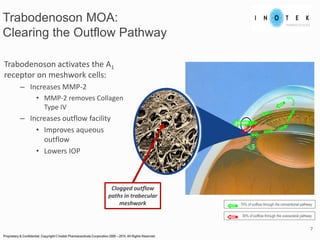 Trabodenoson MOA:
Clearing the Outflow Pathway
Proprietary & Confidential. Copyright © Inotek Pharmaceuticals Corporation 2000 – 2015. All Rights Reserved.
7
70% of outflow through the conventional pathway
30% of outflow through the uveoscleral pathway
Trabodenoson activates the A1
receptor on meshwork cells:
– Increases MMP-2
• MMP-2 removes Collagen
Type IV
– Increases outflow facility
• Improves aqueous
outflow
• Lowers IOP
Clogged outflow
paths in trabecular
meshwork
 