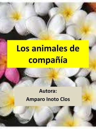 Los animales de
   compañía


      Autora:
  Amparo Inoto Clos
 