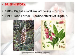 • BRIEF HISTORY:
• 1785 - Digitalis -William Withering – Drospy
• 1799 - John Ferriar - Cardiac effects of Digitalis
Digitalis purpurea (Common Foxglove)
 