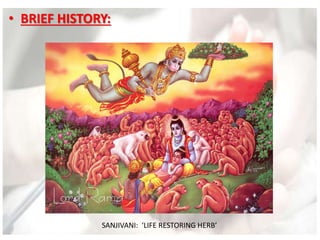 • BRIEF HISTORY:
SANJIVANI: ‘LIFE RESTORING HERB’
 