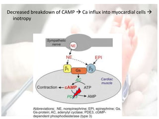 Decreased breakdown of CAMP  Ca influx into myocardial cells 
inotropy
 
