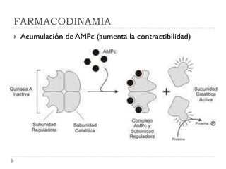 FARMACODINAMIA
   Acumulación de AMPc (aumenta la contractibilidad)
 