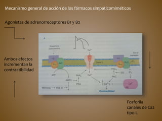 Mecanismo general de acción de los fármacos simpaticomiméticos
Agonistas de adrenorreceptores B1 y B2
Fosforila
canales de Ca2
tipo L
Ambos efectos
incrementan la
contractibilidad
 