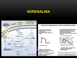 ADRENALINA
 